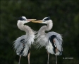 Florida;Great-Blue-Heron;Breeding-Plumage;Breeding-Behavior;close-up;color-image